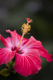 If you live in the southwestern part of the country, quita jackson, gardener and educator at greendesert.org, says that you can grow hibiscus all year long.if located in cold temperatures, she encourages that the plants be potted and moved inside for the winter months. Hibiscus That Certain Something For Inside And Outside Best Home Decor Hibiscus Plant Hibiscus Flowers Growing Hibiscus