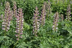 Image result for Acanthus mayaccanus