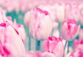 Names with flower meanings range from the popular such as zara to the rare, such as papatya. Tulip Meaning And Symbolism Ftd Com