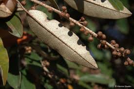 Image result for Croton gratissimus