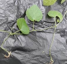 Image result for Kedrostis foetidissima