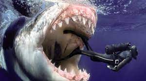 The prehistoric shark that preyed on whales Megalodon Auf Kamera Aufgenommen Youtube