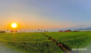 Info palabuhanratu - -Panorama Hamparan Sawah di Pantai Loji- Area  persawahan Loji langsung menghadap ke laut selatan samudera Hindia. Kawasan  persawahan tersebut memadukan hijaunya tanaman padi dan birunya air laut.  Wisatawan bisa