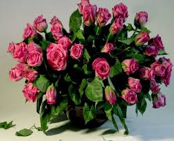 Belo cveće u snu belo cveće ako sanjate san može imati dvojako i suprotno značenje. Kako Iz Buketa Ruza Uzgaja Ruze Kako Posaditi Ruzu Sa Buketa Kako Siriti Ruze Iz Buketa