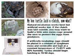 Box Turtle Laid Eggs Incubation Box Turtle Turtle Laying Eggs Chicken Incubator