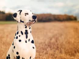 bei uns kam endlich nochmal die sonne raus nachdem es die letzten tage nur noch regnete dieses matschwetter geht uns echt auf die nerven und wir hoffen dass d