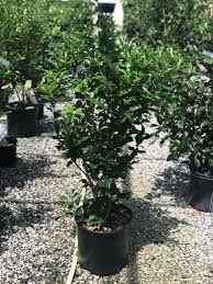 Image result for Ligustrum
