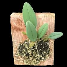 Image result for Bulbophyllum stolzii