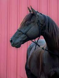 New Black Stallion For Sale Bits Bytes Farm