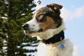 Labrador welpen in silber reinrassig! Australian Shepherd Mix Alles Zu Rassen Aussehen Charakter Und Haltung