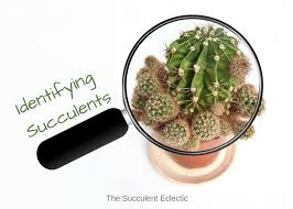 identifying types of succulents with pictures the