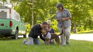 All things about the red dog films and koko: A Dog S Way Home How Shelby Went From Junkyard Stray To Movie Star