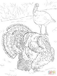 Some of the pages include super coloring. Domesticated Turkey Tom And Hen Super Coloring Bird Coloring Pages Coloring Pages Animal Coloring Pages