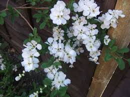 Image result for Exochorda