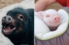 15 Pig Instagrams You Need To Follow Asap