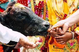 Image result for free image cows in kathmandu