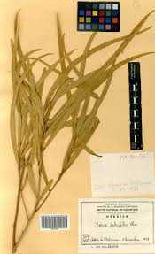 Image result for Boscia salicifolia