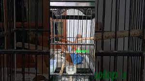 Terimakasih yang sudah nonton video ini, jangan lupa subscribe ya gaes salam kicau mania nusantara. Burung Tepus Pipi Perak Youtube