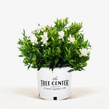 Image result for Gardenia