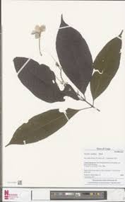 Image result for Asystasia vogeliana