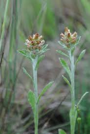 Image result for Gnaphalium