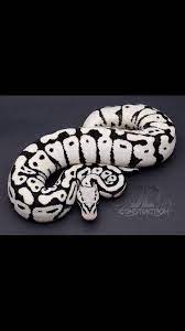 The Stormtropper Still Unsure Of Genetics Pet Snake Cute Reptiles Cute Snake