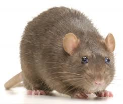 We have over 14 years experience, and have helped over 5,000 homeowners and businesses with rat extermination and other pest control. Pacific Region Rodents Pt 1 Northwest Rats