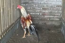 Bentuk dan model kaki ayam petarung pukul saraf/ko : Jual Ayam Magon Super 2020 Anakan 1 2 3 4 5 6 7 Bulan Betina Indukan Pejantan Pacek Siap Adu Menangan Pukul Saraf K O Jiling Ayam Magon 2020
