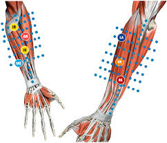 Image result for Musculoskeletal Manipulation