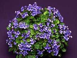 Check spelling or type a new query. African Violet Varieties Hgtv