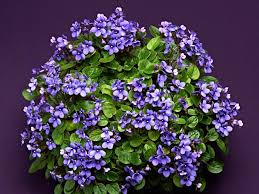 Search by zip code below. African Violet Varieties Hgtv