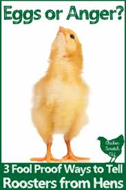 A rooster collar doesn't necessarily stop your rooster from crowing, but it does make it more difficult for him to do so—at the volume he probably prefers, at least. 3 Fool Proof Ways To Tell Roosters From Hens