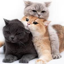 how to breed cats information advice everything you need to know cute cats cute baby animals baby animals