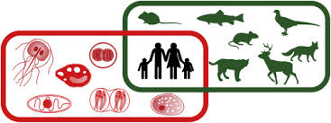 Image result for Balantoides Coli