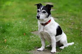 Check spelling or type a new query. The Best Black And White Dog Names For Your New Pup The Dog People By Rover Com