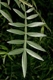 Image result for Loxostylis alata