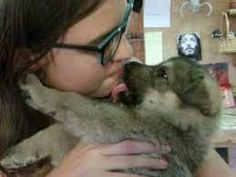 Austin Pets Akc German Shepherd Craigslist Akc German Shepherd Pets Gsd Puppies