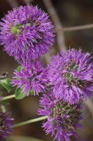 Image result for Vandellia subracemosa