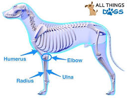 Parts of the shoulder joint. A Visual Guide To Dog Anatomy Muscle Organ Skeletal Drawings All Things Dogs All Things Dogs