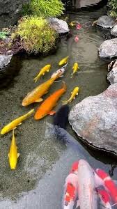 Gerald Dominguez (ger0fgd)