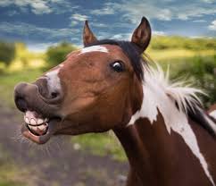 We did not find results for: Ncvma On Twitter Didyouknow A Horse S Teeth Takes Up A Larger Amount Of Space In Their Head Than Their Brain Their Brain Weighs About Half The Weight Of The Human Brain That S