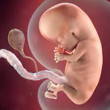10 Wochen Schwanger Babycenter