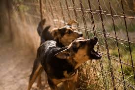 Maybe you would like to learn more about one of these? Animal Laws