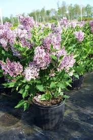 Hardy, yet performs in southern regions, with excellent powdery mildew resistance. Syringa Patula Miss Kim Miss Kim Lilac Sunnyside Gardens