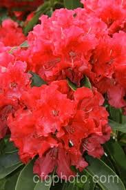 Grace Seabrook Rhododendron Azaleas Flowers