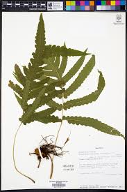 Image result for Blotiella bouxiniana