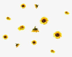 Black sunflower wallpapers and background images for all your devices. Aesthetic Sunflower Png Image Background Aesthetic Backgrounds Png Transparent Png Kindpng