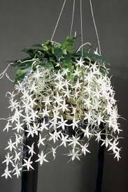 Image result for Eggelingia ligulifolia