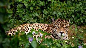 Tropical rainforests (as opposed to temperate ones) are located near the equator. Rainforests Animals For Primary Children