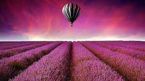 This is a great way to see and learn more about the functions of the fantastic hot air balloon itself. Hd Wallpaper Lavender Field Air Balloon Hot Air Balloon Flowers Lavender Farm Wallpaper Flare